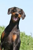 DOBERMANN 945